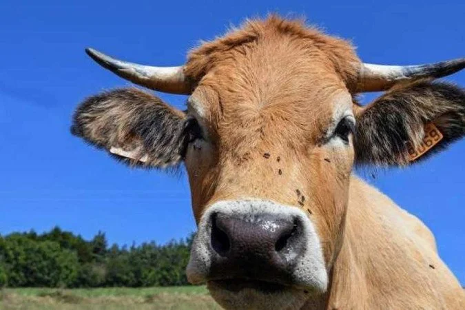 Ministério diz que está tomando providências após caso de vaca louca no Pará e suspende exportações para a China