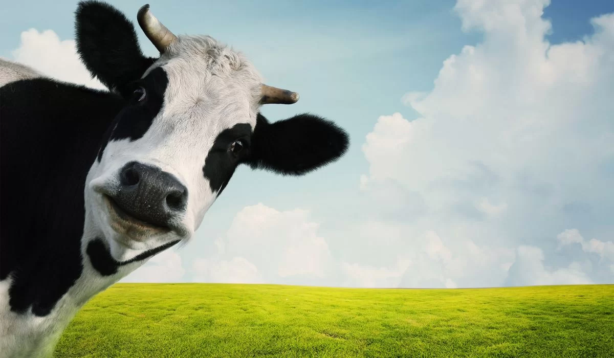 Nova Zelândia estabelece o primeiro imposto mundial de carbono sobre o peido do gado
