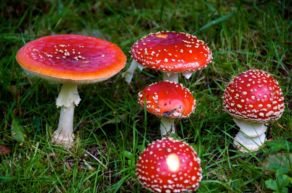 Austrália legaliza ecstasy e cogumelos alucinógenos para uso médico